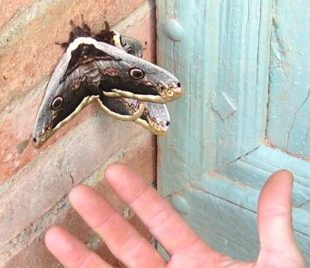 giant peacock moths 