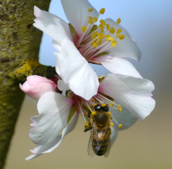 Almond : a symbol of delicacy