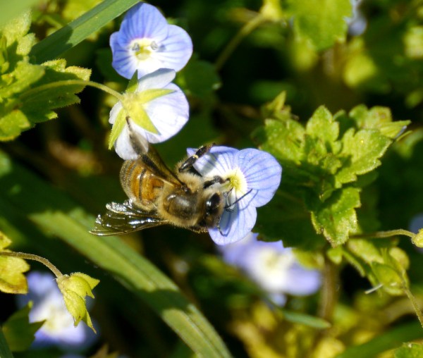 Honey bee on Common Field-speedwell (Veronica persica).