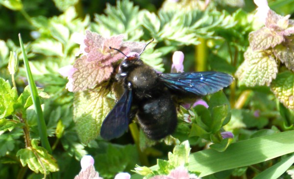 carpenter bee