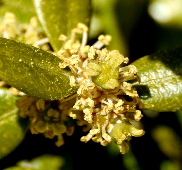 Buxus flower : ripening female flowers