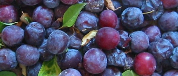 fruit of the wild plum