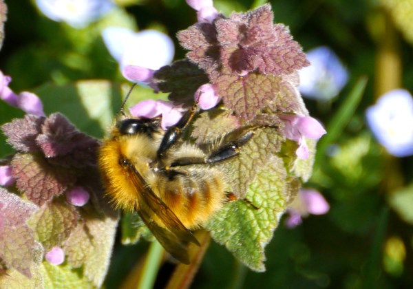 Common Carder Bee (Bombus pascuorum)
