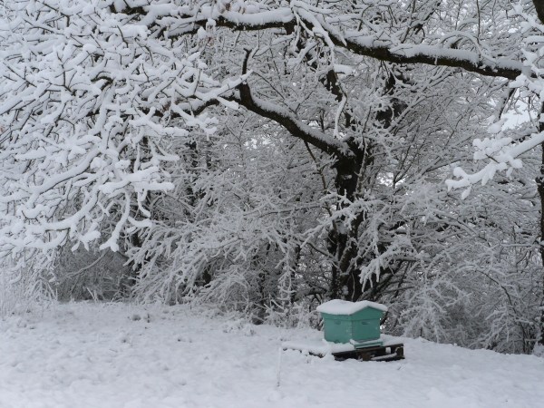 well and truly snowed in