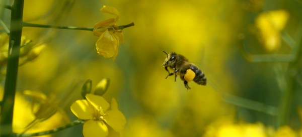 honey bee in amongst the oilseed rape