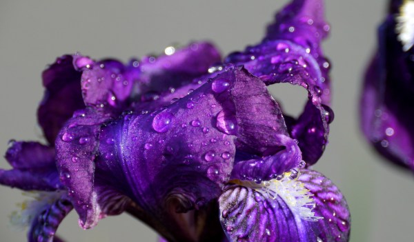 iris_raindrops