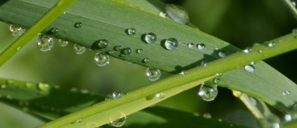 raindrops_grass_2