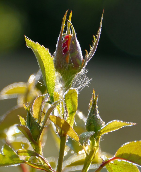 raindrops on rose bud