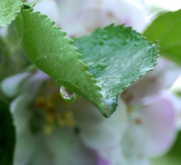 raindrop with apple blossom