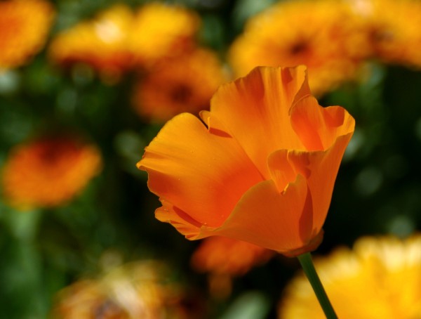 Californian poppy ~ Eschscholzia californica