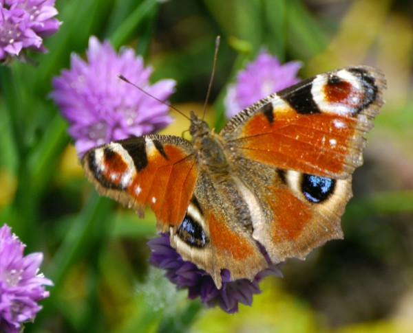 a rather tatty Peacock Butterfly (Inachis io) feasting on chive flower