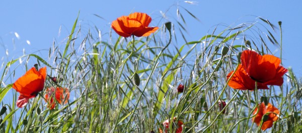 poppies swaying in the breeze
