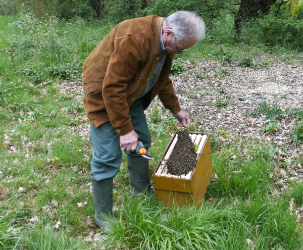 bee swarm gently laid on top of frames