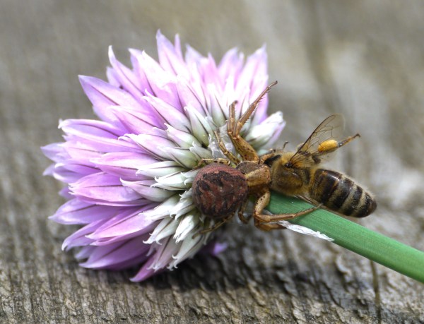 bee_spider_chive_1