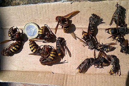 an assortment of hornets from a bottle trap
