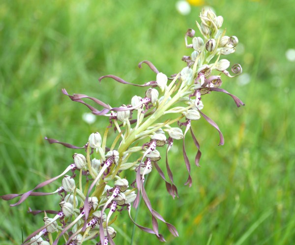 Lizard Orchid (Himantoglossum hircinum)