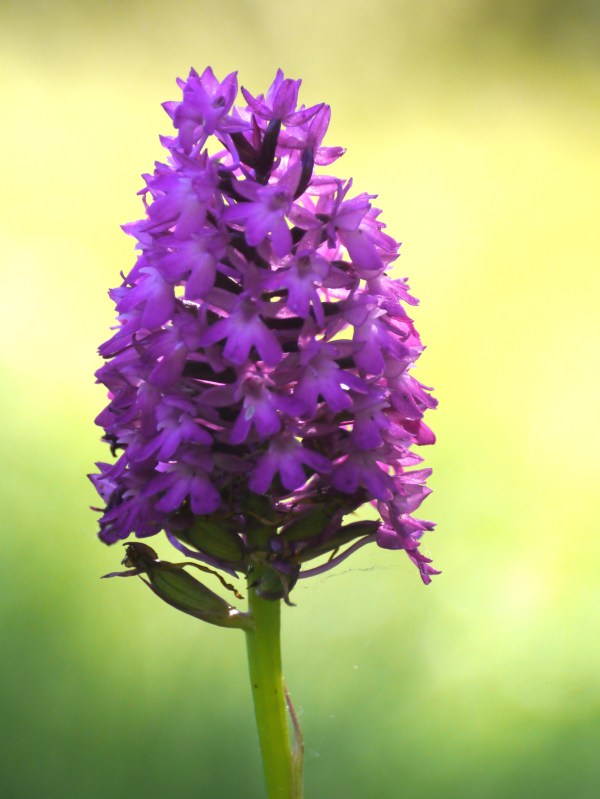 Pyramid Orchid (Anacamptis pyramidalis)