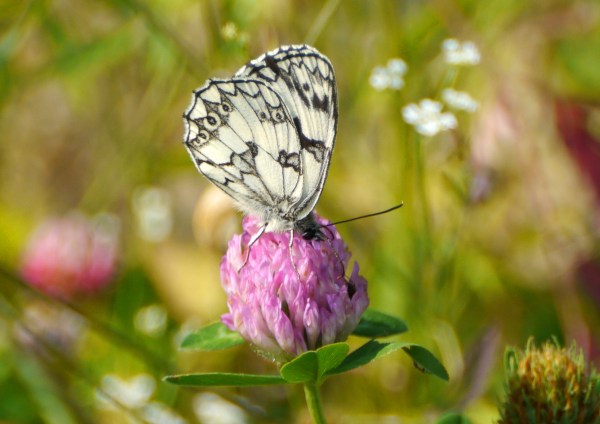 Marbled White Butterfly (Melanargia galathea) on clover