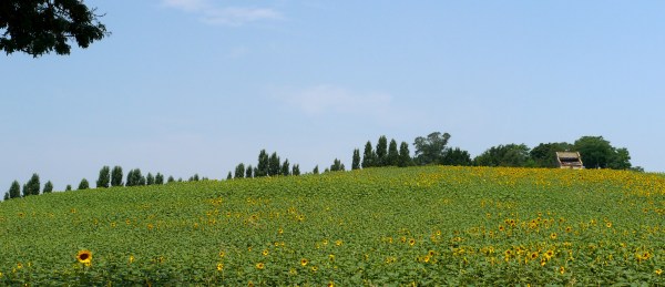 sunflowers_early_2