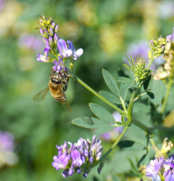 bee_alfalfa_1