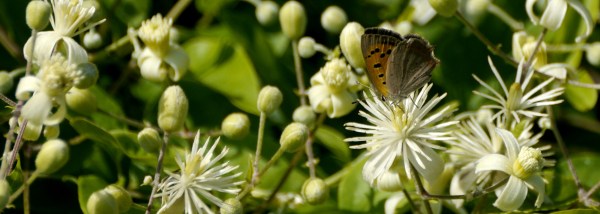 small copper butterfly on travellers joy flower