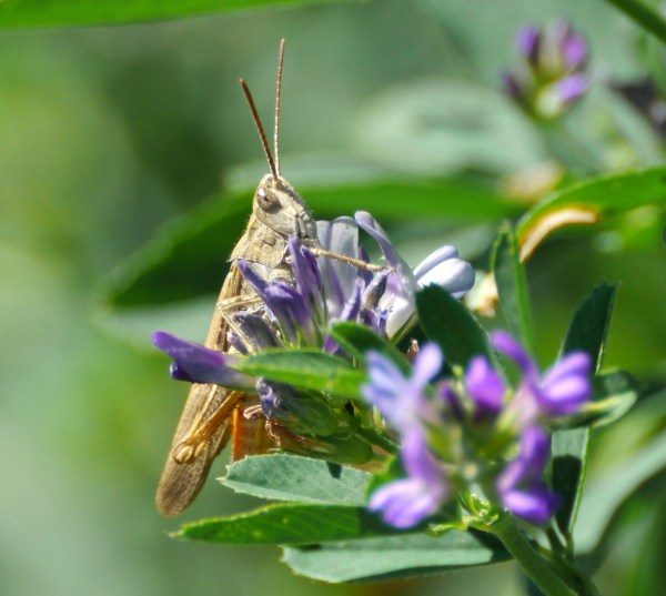cricket_alfalfa