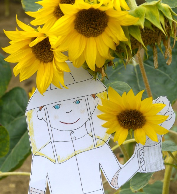 flat_stanley_sunflowers_2