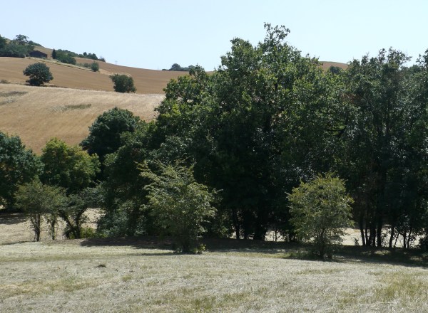 After : oaks and other trees stand alone