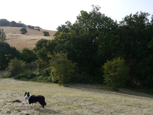 Before : line of contiguous vegetation