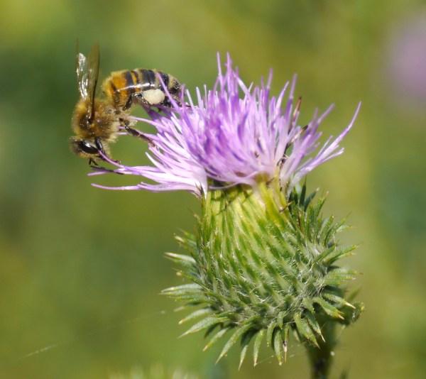 bee_thistle_2