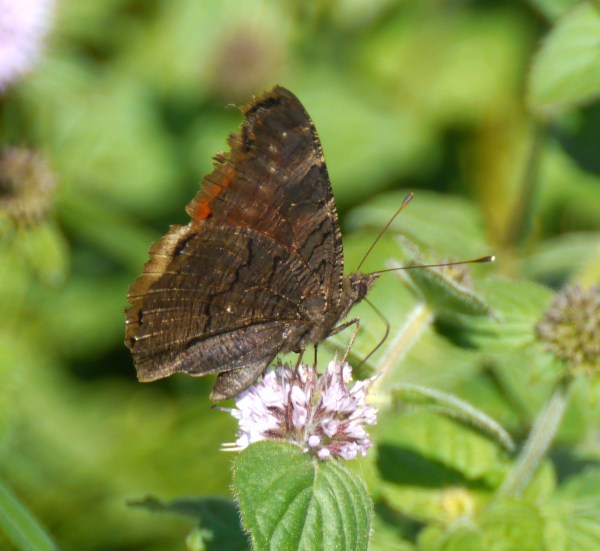 underside of Peacock Butterfly (inachis io) on wild mint