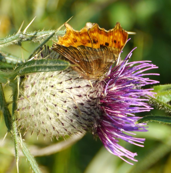 Comma Butterfly (Polygonia c-album)
