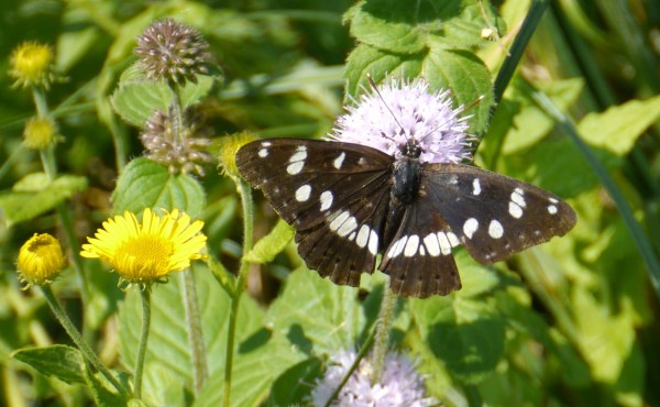 Southern White Admiral Butterfly (Limenitis reducta)