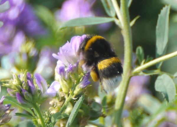 White Tailed Bumblebee (Bombus lucorum)