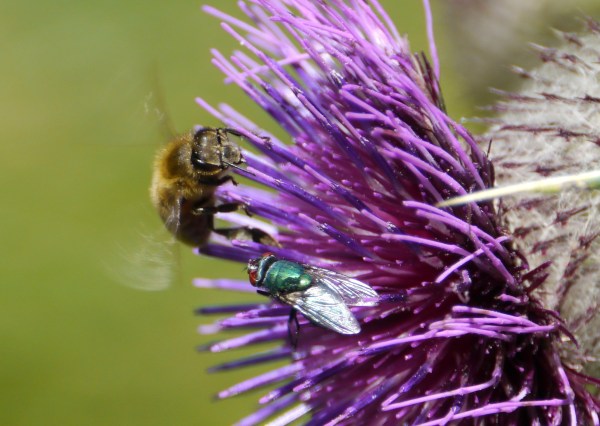 Blowfly sharing with a honey bee