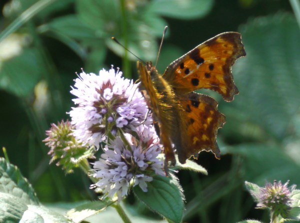 Large Tortoishell Butterfly (Nymphalis polychloros)