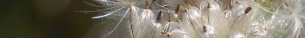 thistle_down_2