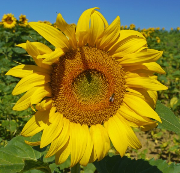 bee_sunflower_2