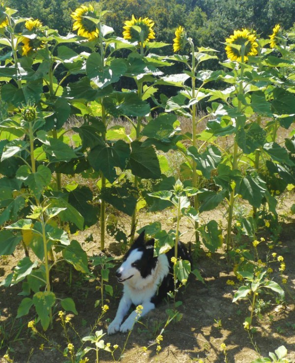 blog_sunflowers3